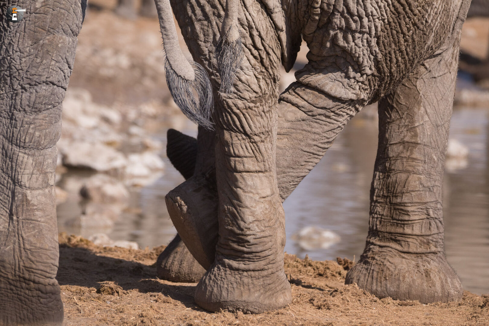 Waterhole impressions