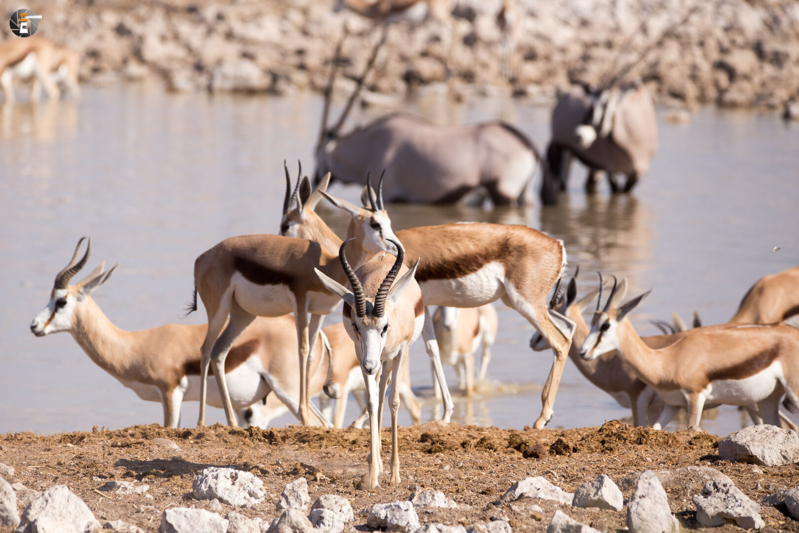 Waterhole impressions