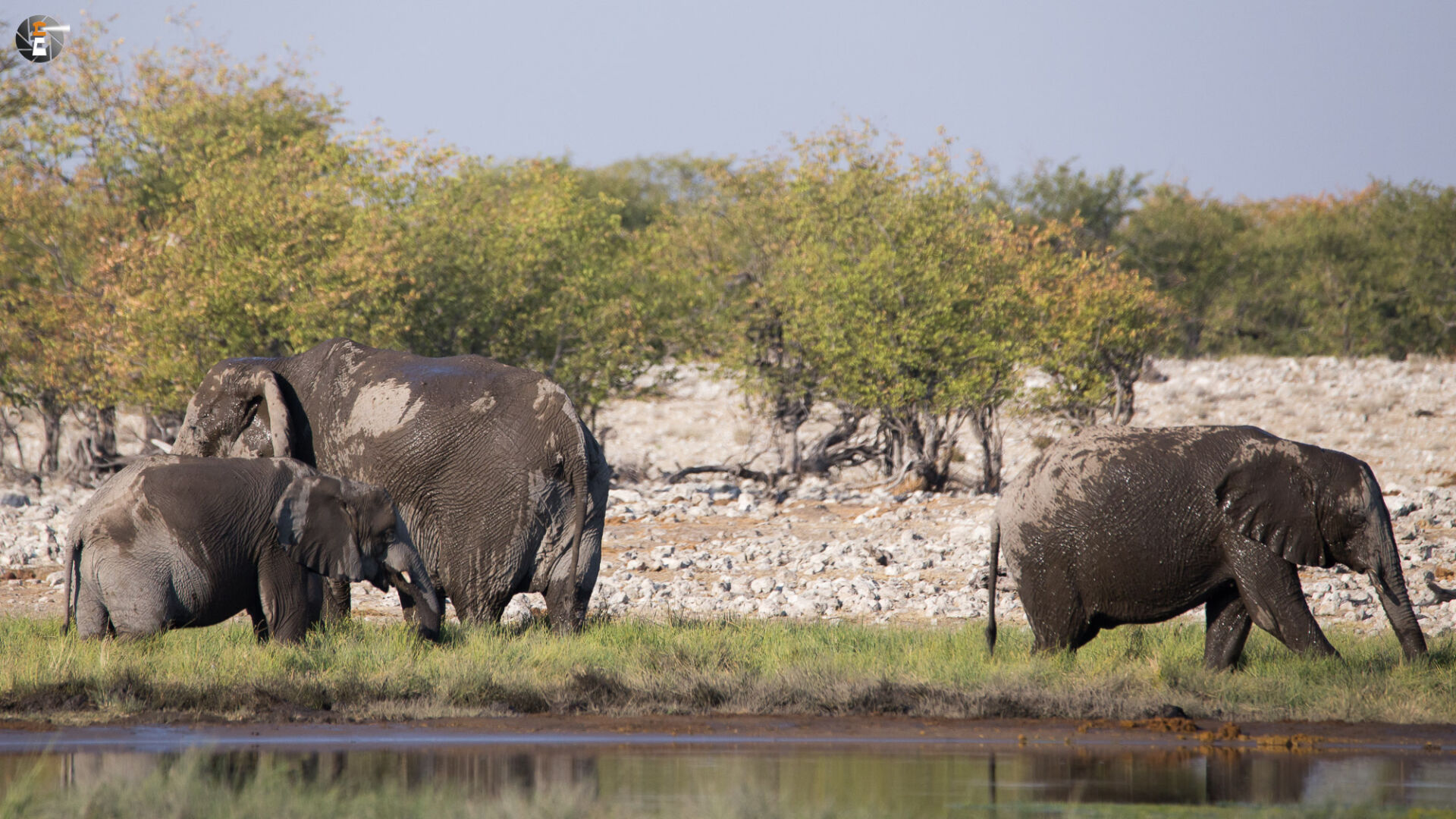 Waterhole impressions