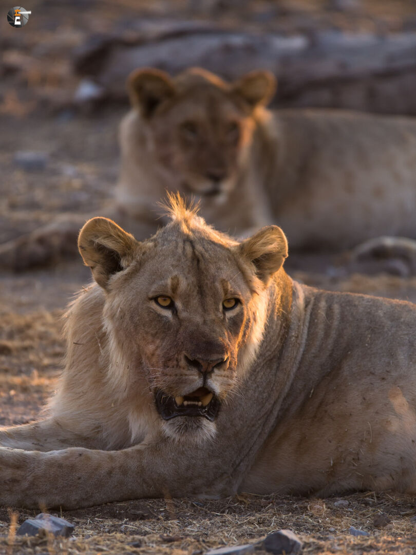 Sometime in the evening at Moringa Waterhole