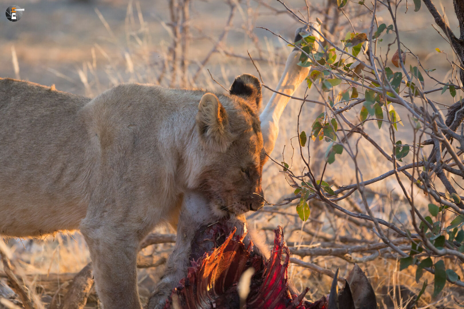 A young lion with Kudu-meal