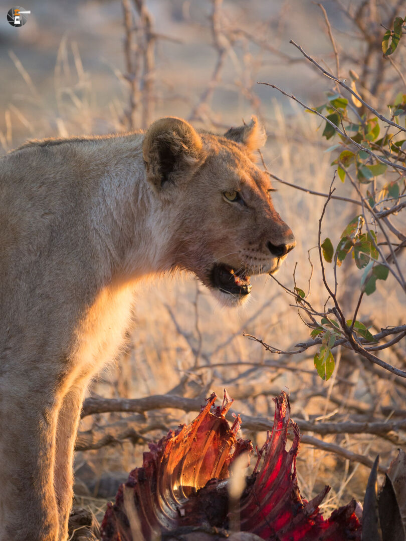 A young lion with Kudu-meal