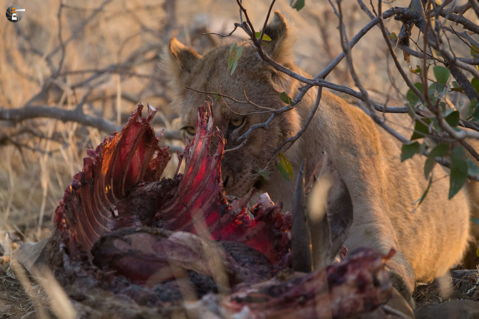 A young lion with Kudu-meal