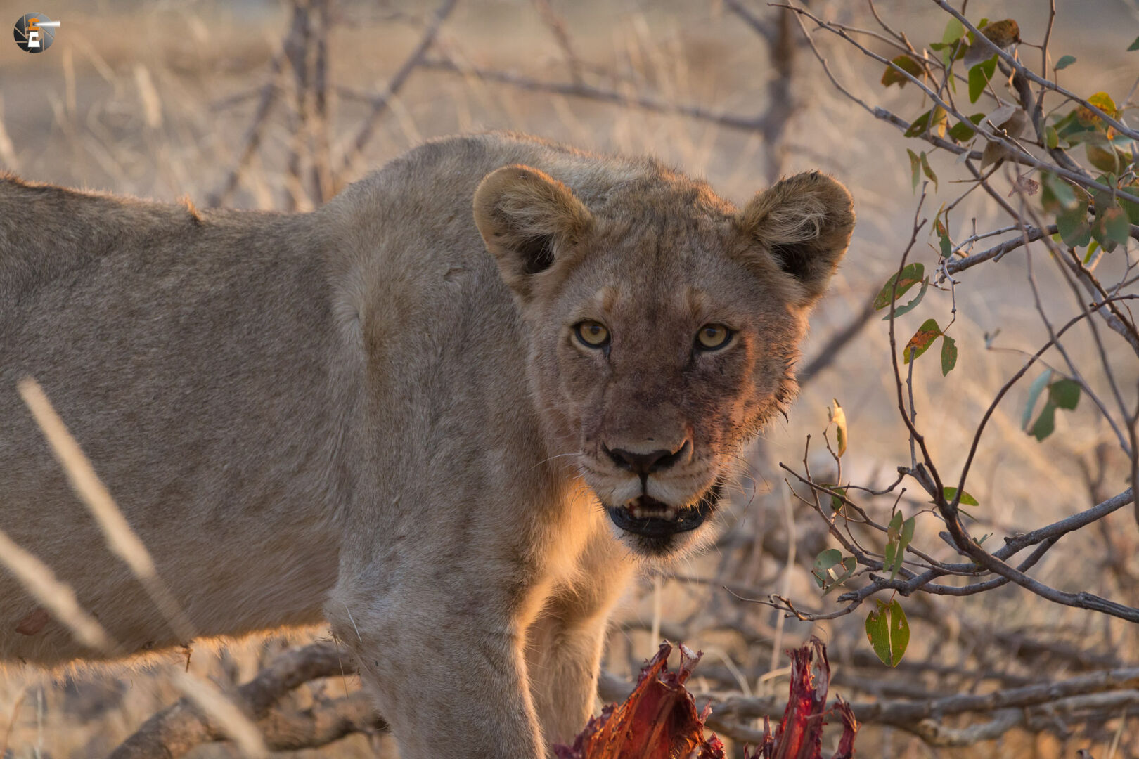 A young lion with Kudu-meal