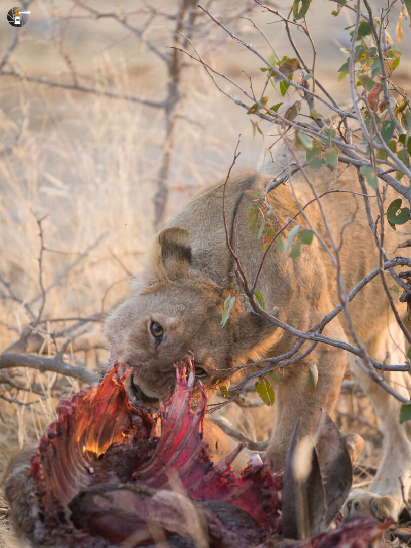 A young lion with Kudu-meal