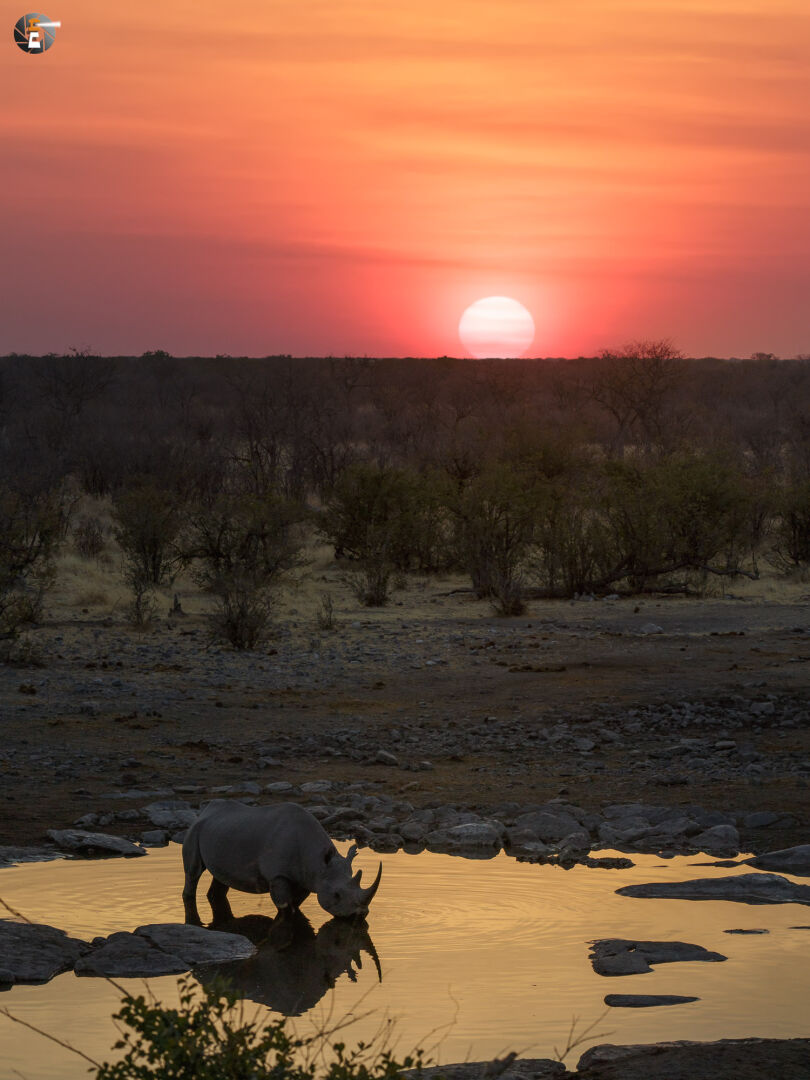 Black rhino under setting sun