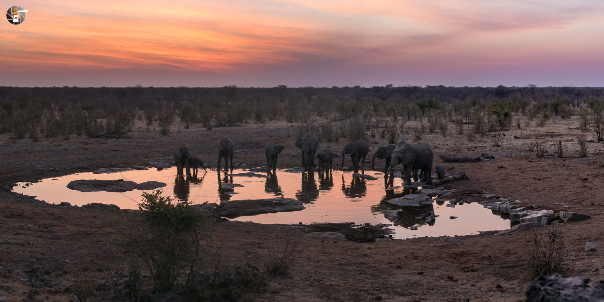 In the evening at the Moringa waterhole