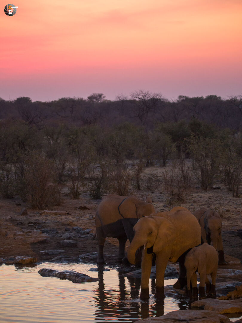 In the evening at the Moringa waterhole