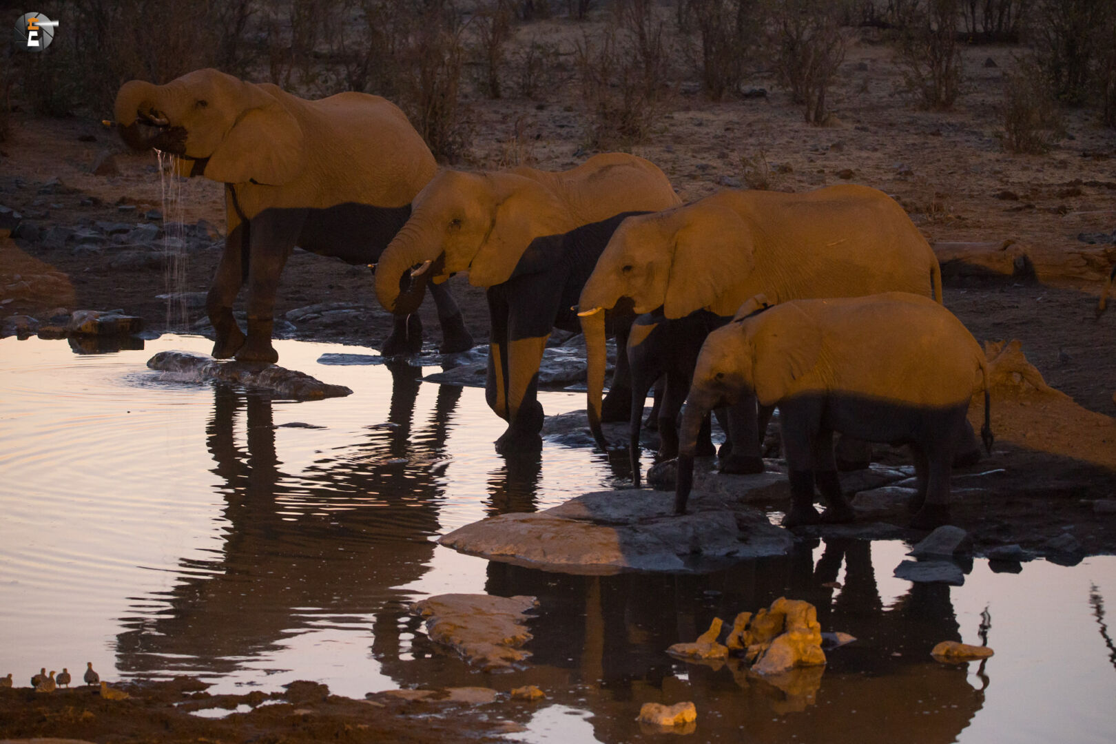 In the evening at the Moringa waterhole