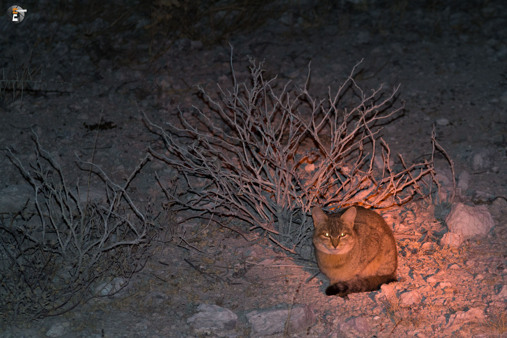 South african wildcat