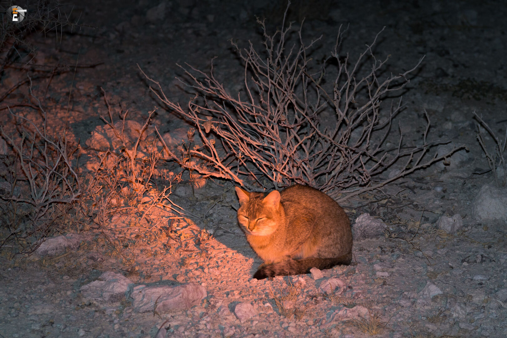 South african wildcat