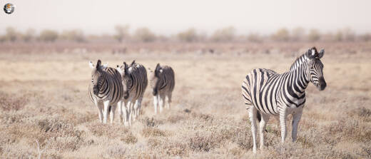Plains zebras (Equus quagga)