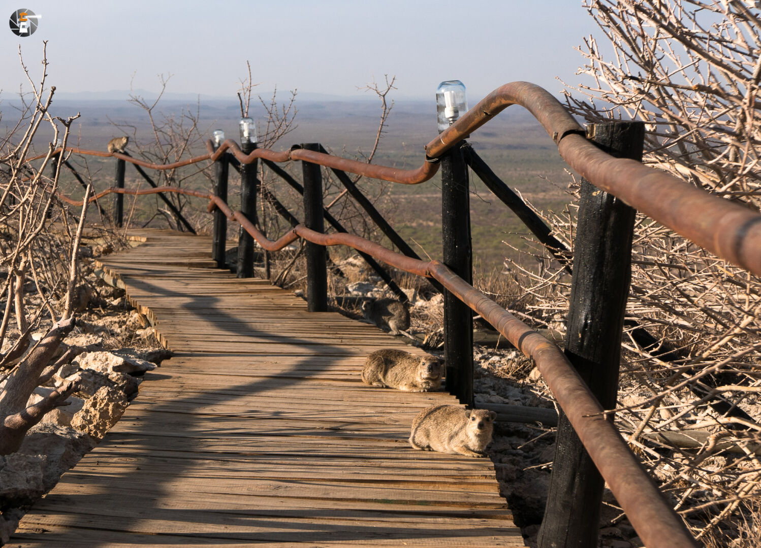 Klippschliefer in der Morgensonne