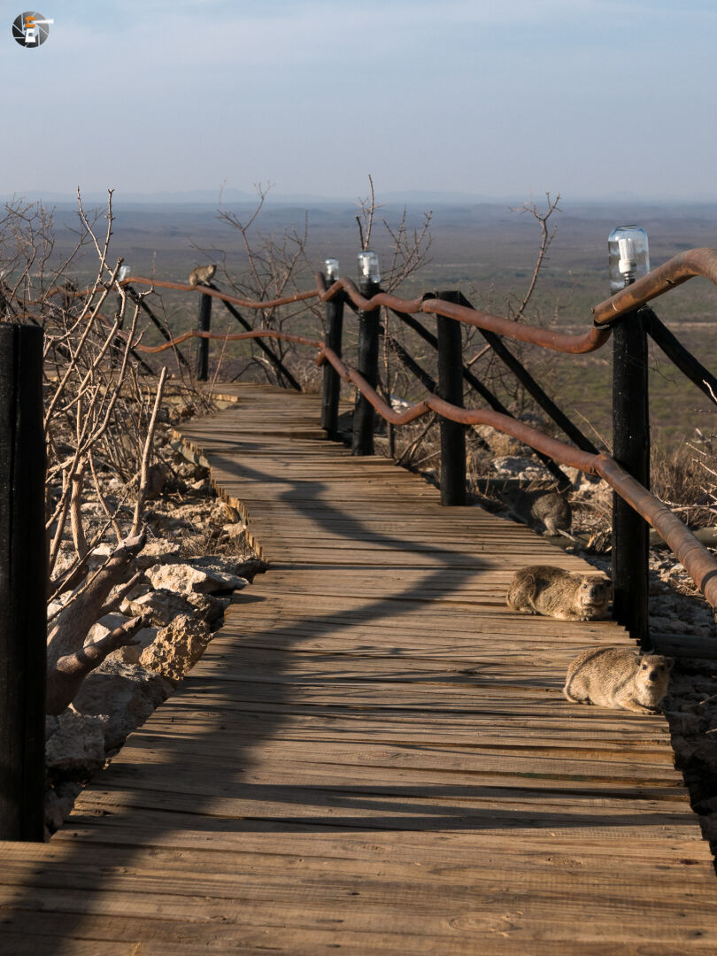 Klippschliefer in der Morgensonne