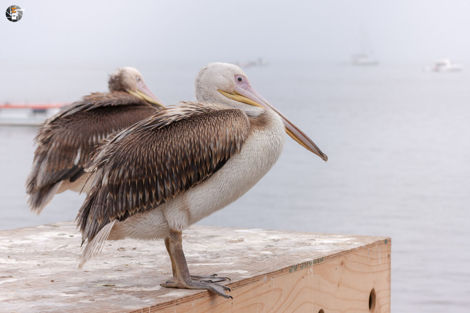 Young great white pelicans