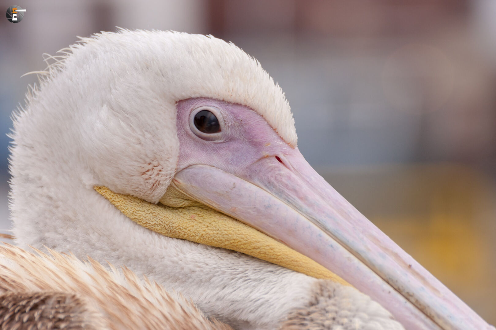 Young great white pelican