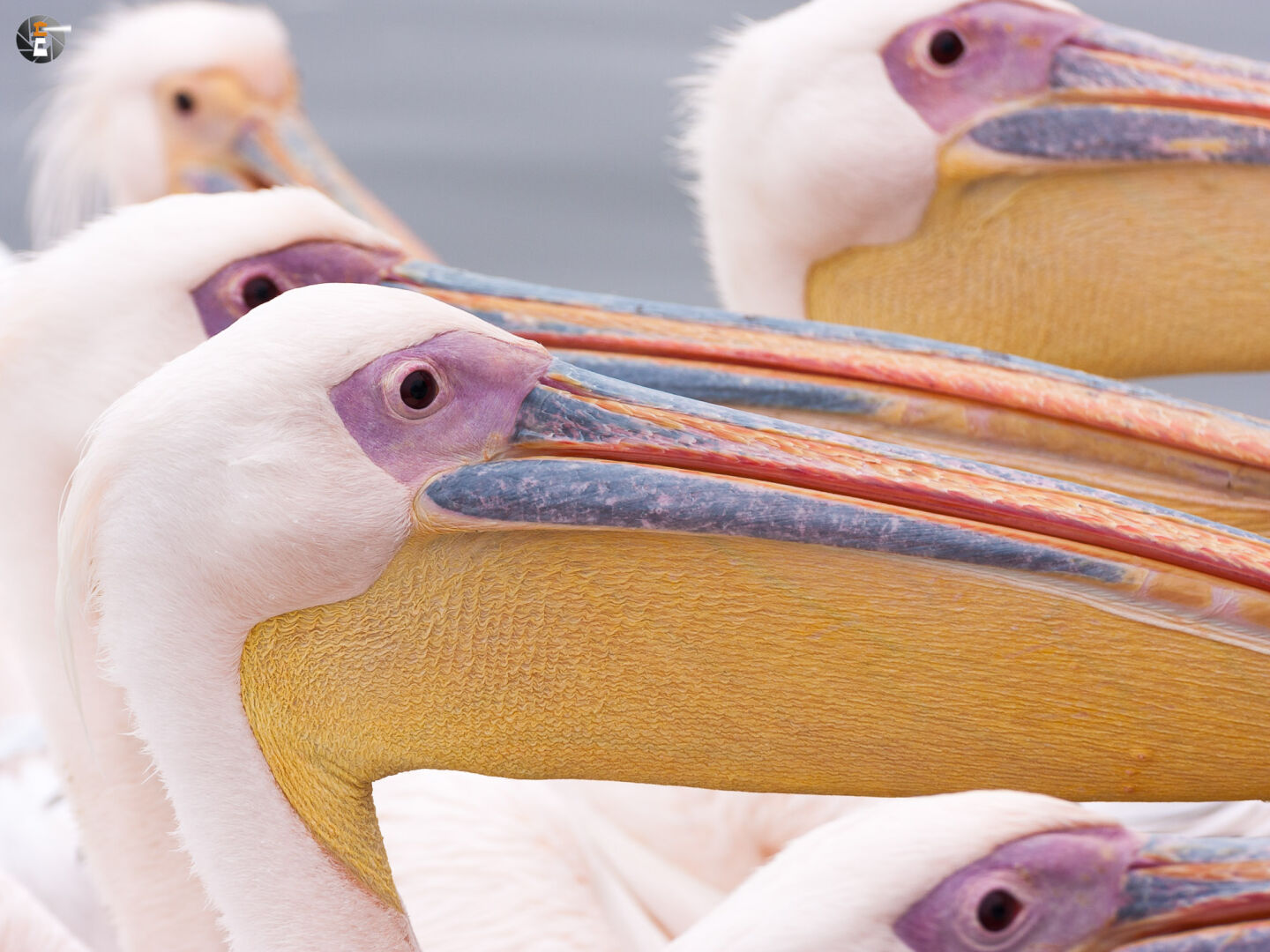 Great white pelicans