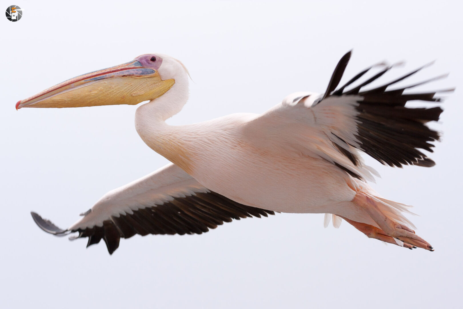 Great white pelican