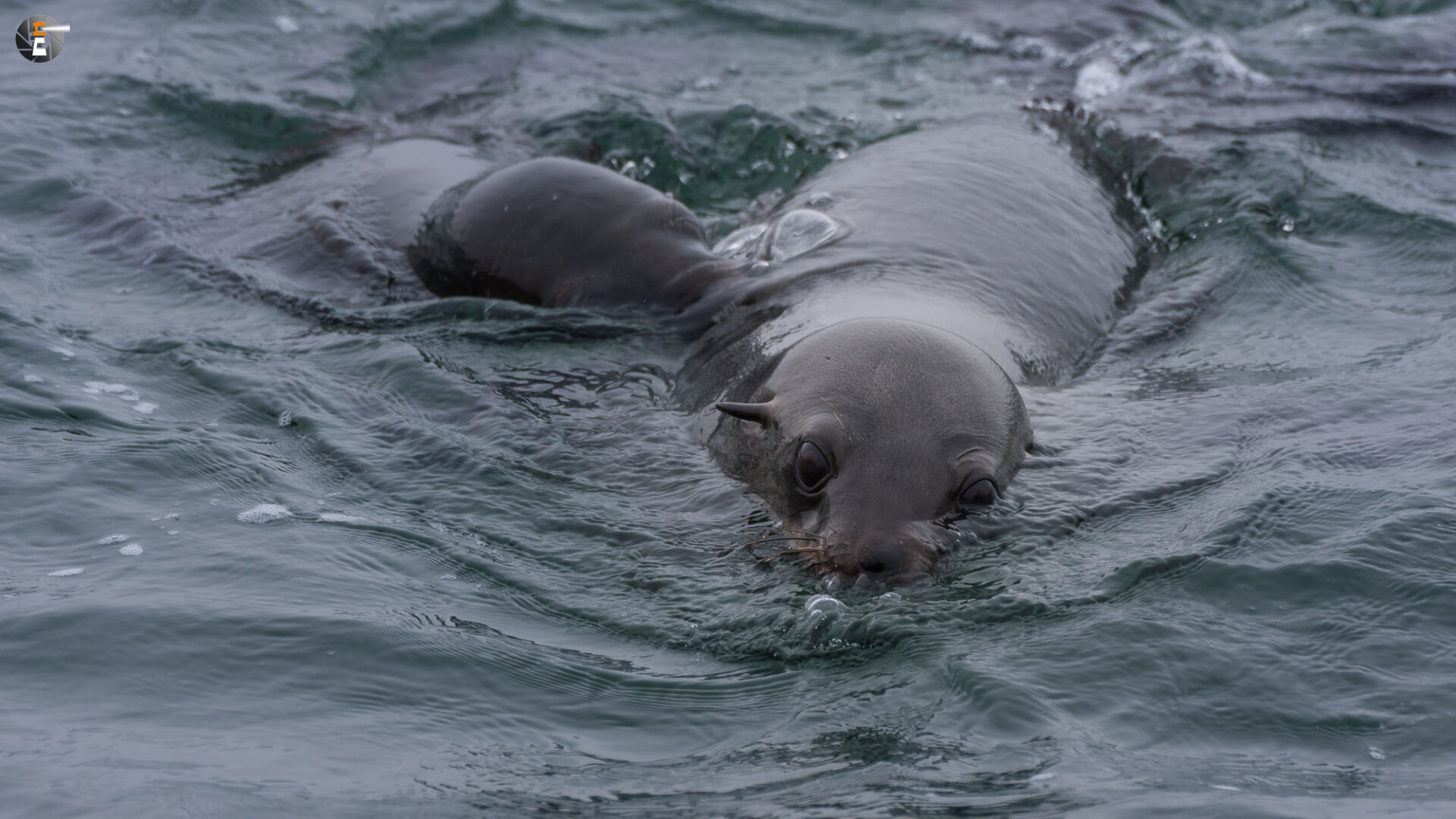 Fur seals