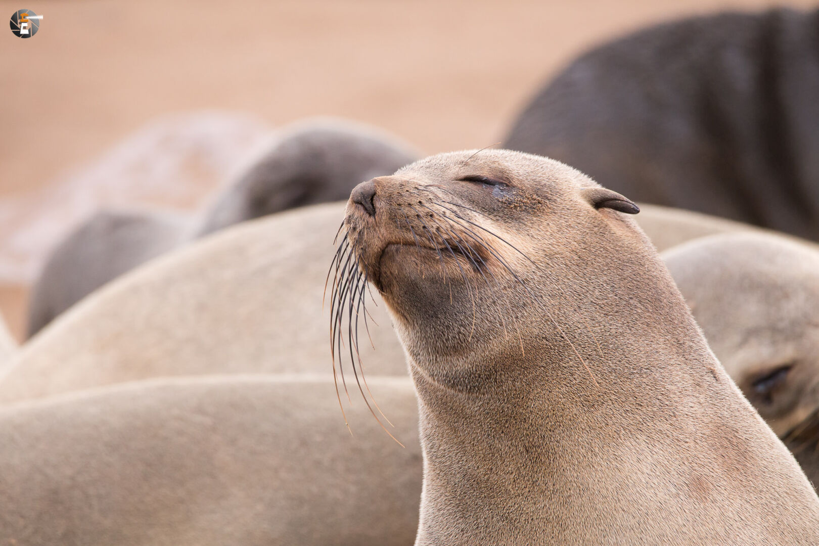 Brown fur seal