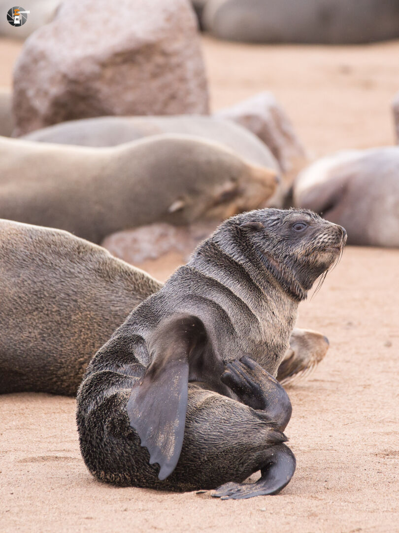 Brown fur seal cub