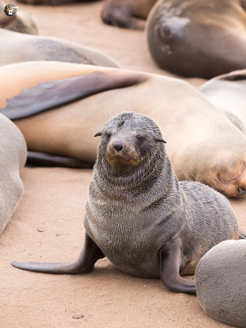 Brown fur seal cub