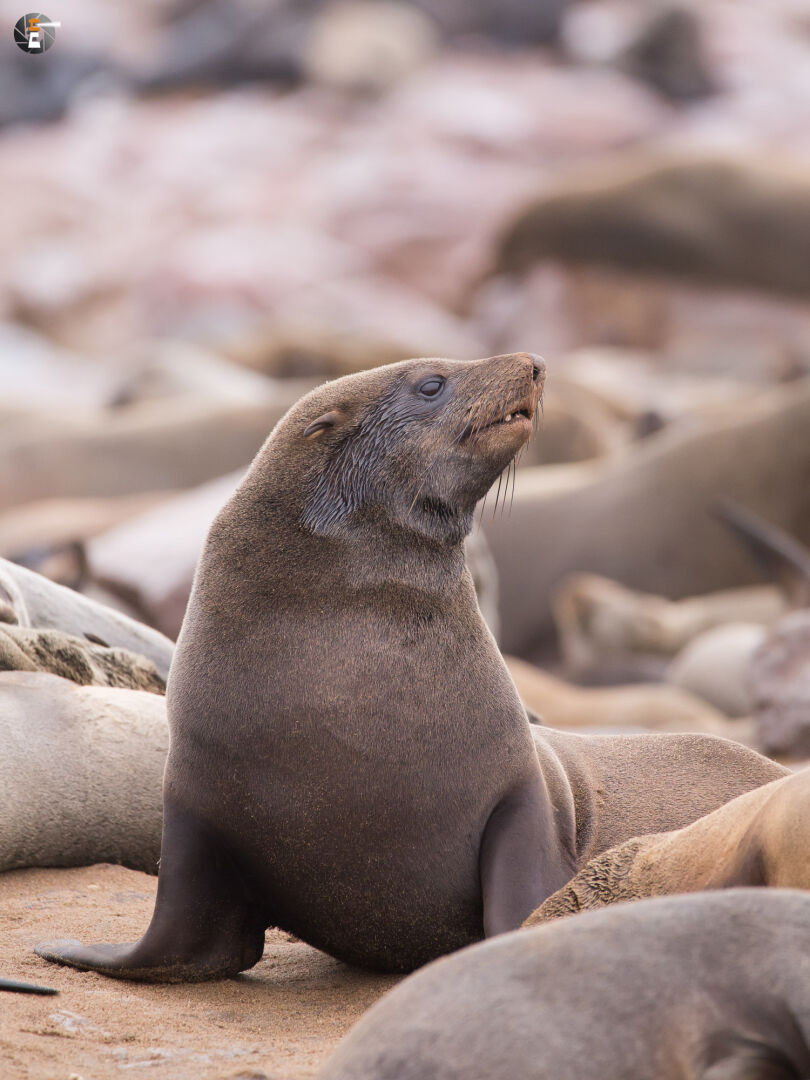 Brown fur seal