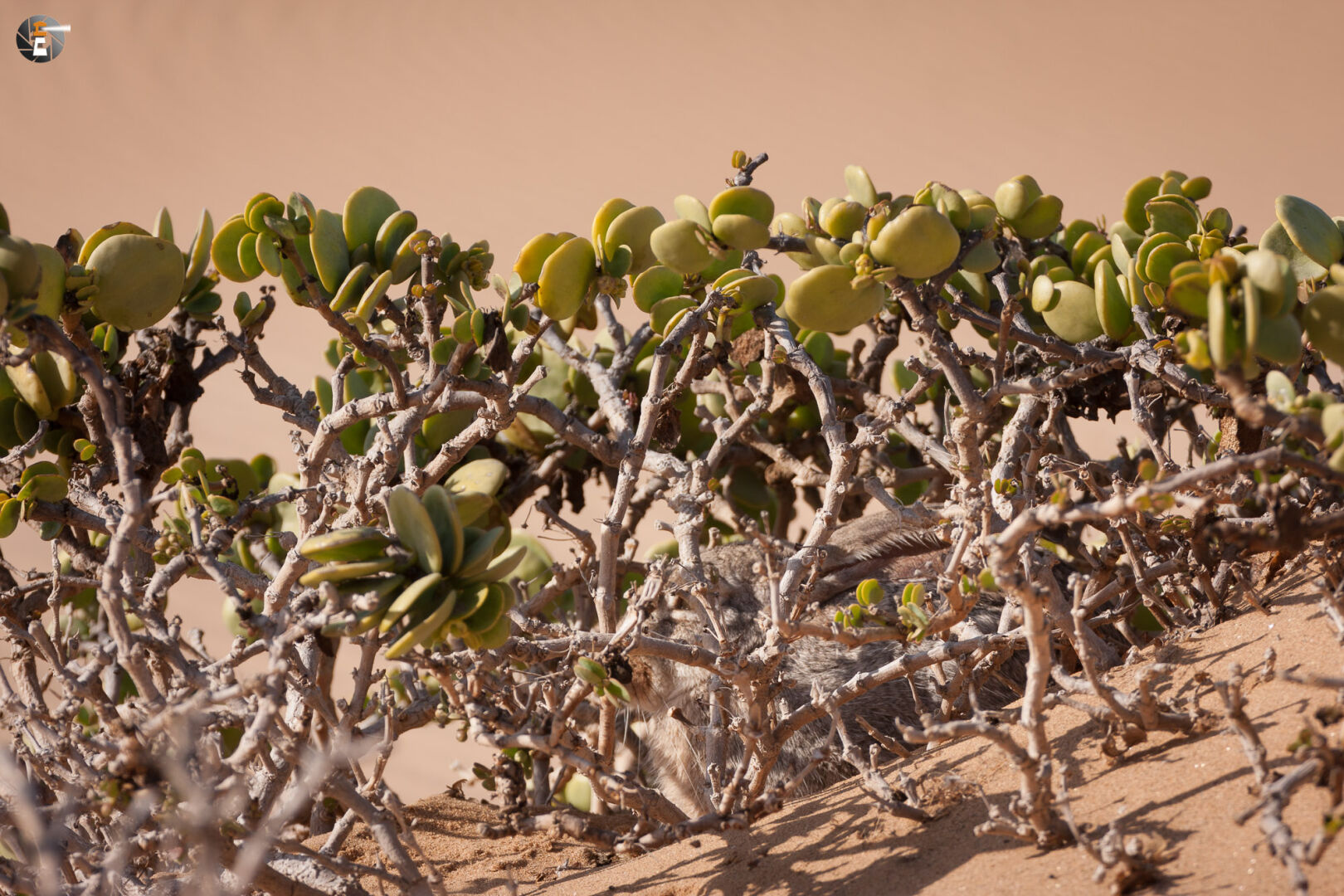 Such den Kaphasen! 2/4