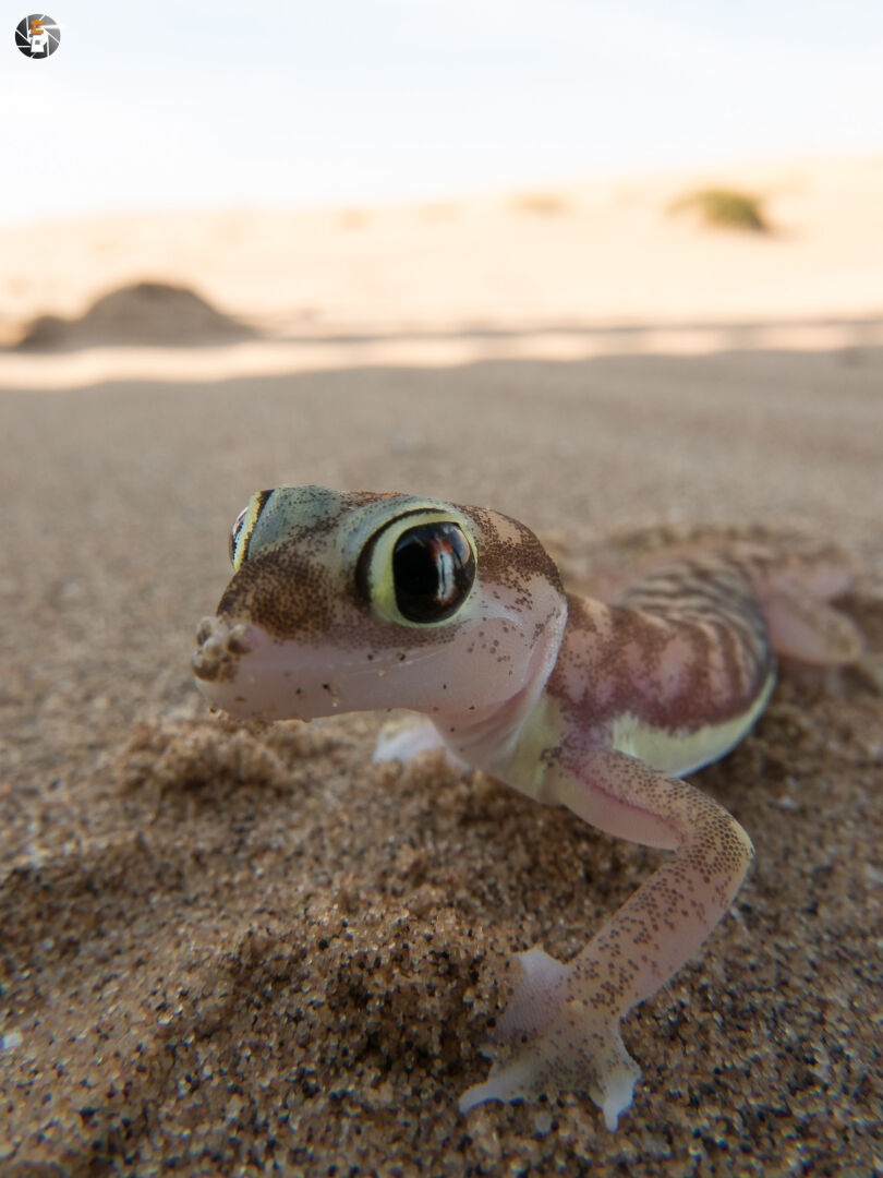 Namib sand gecko