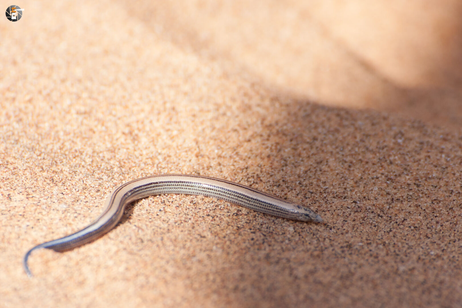 FitzSimons‘ burrowing skink
