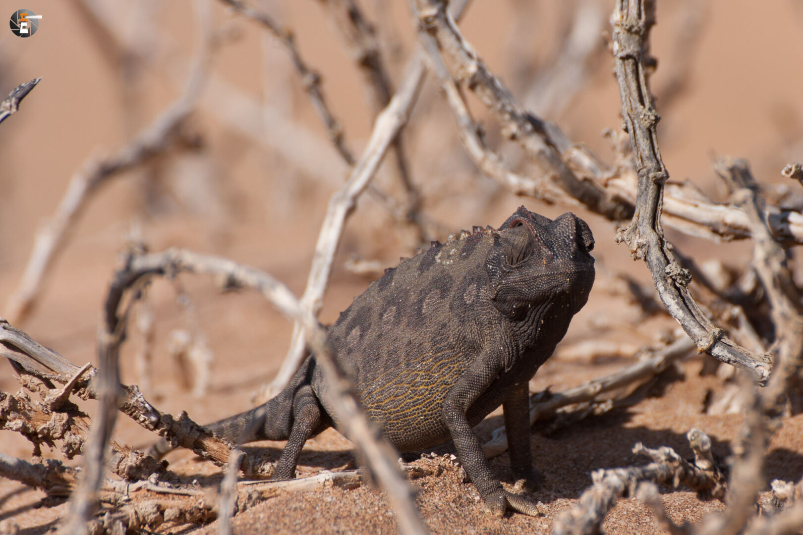 Namaqua chameleon (Chamaeleo namaquensis)