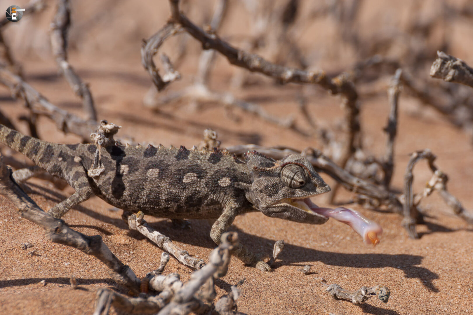Namaqua chameleon (Chamaeleo namaquensis)