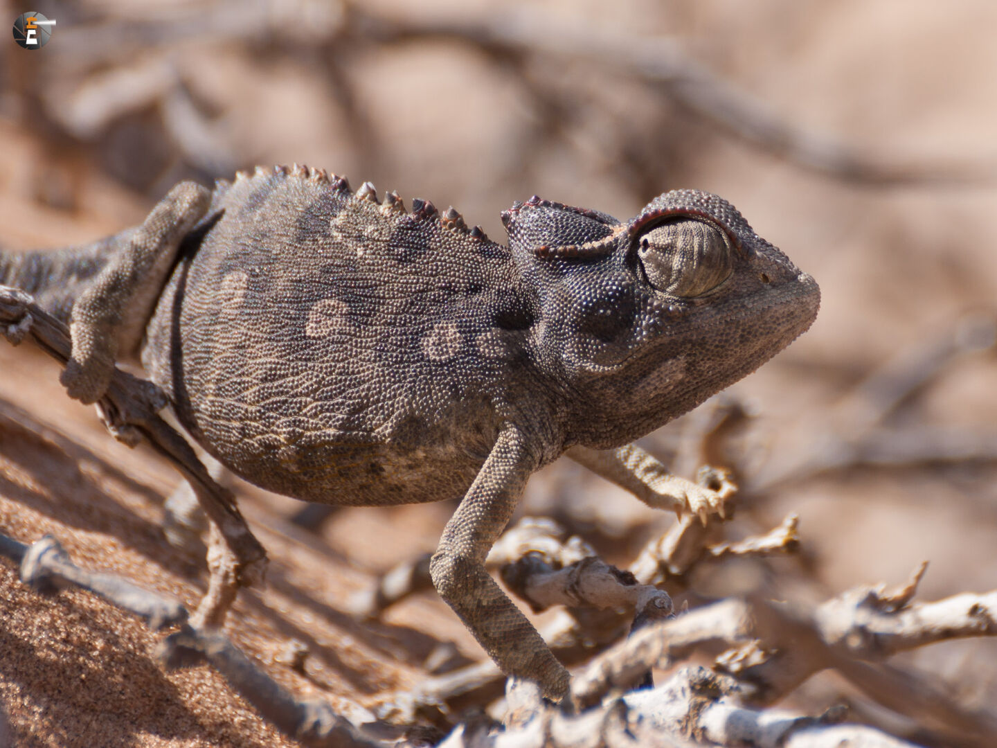 Namaqua chameleon (Chamaeleo namaquensis)
