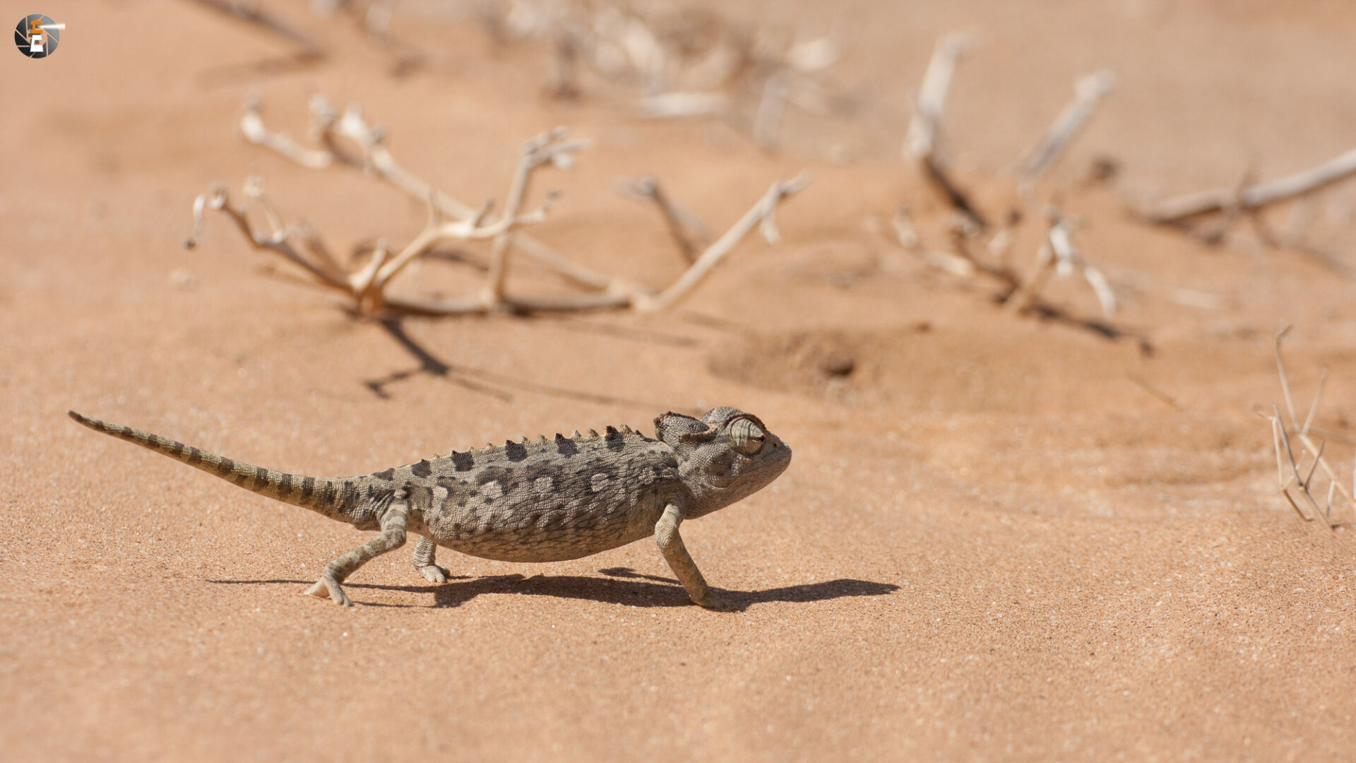 Namaqua chameleon (Chamaeleo namaquensis)