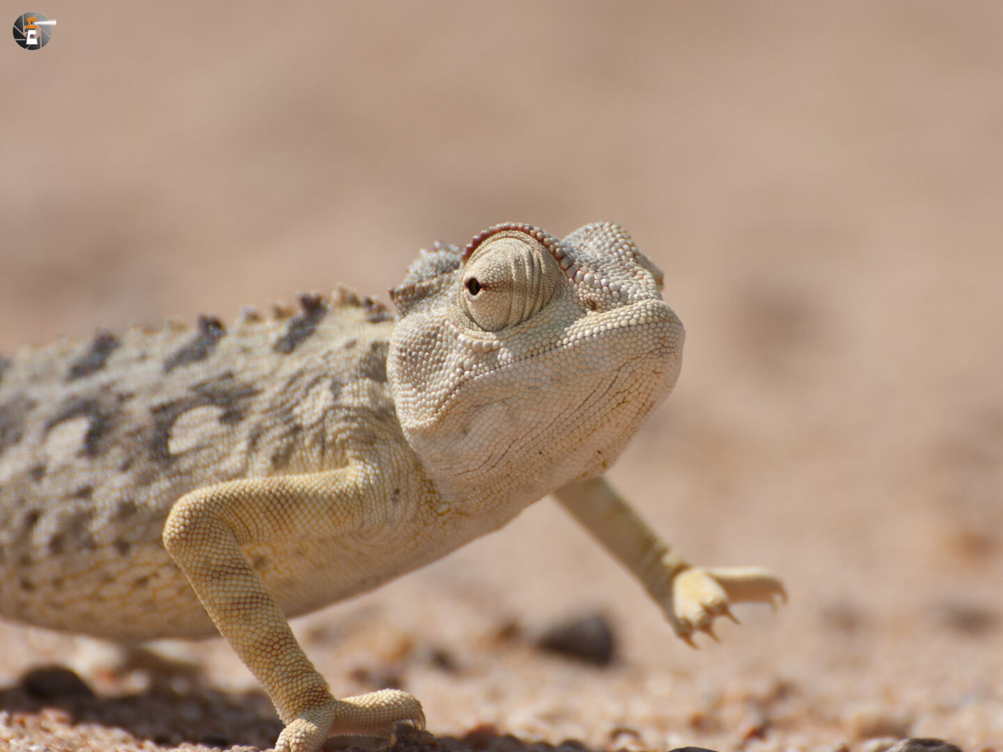 Namaqua chameleon (Chamaeleo namaquensis)