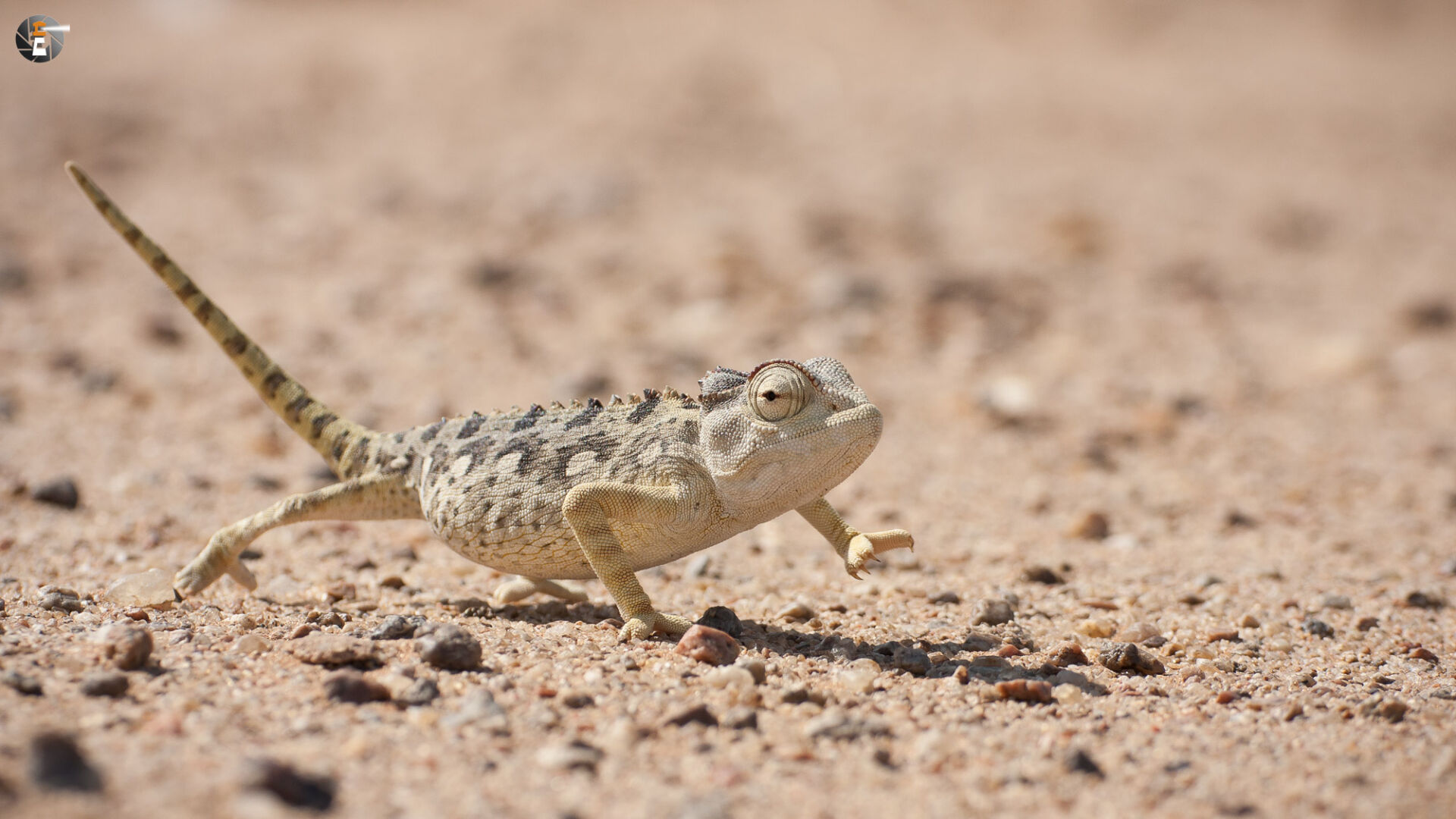 Namaqua chameleon (Chamaeleo namaquensis)