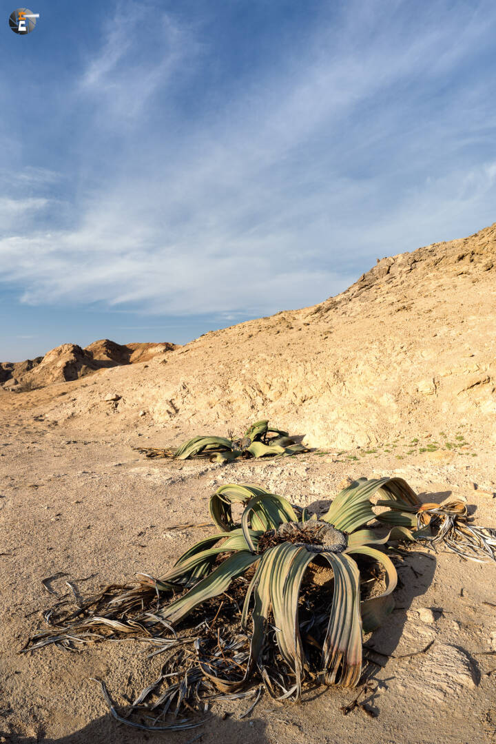 Welwitschia mirabilis