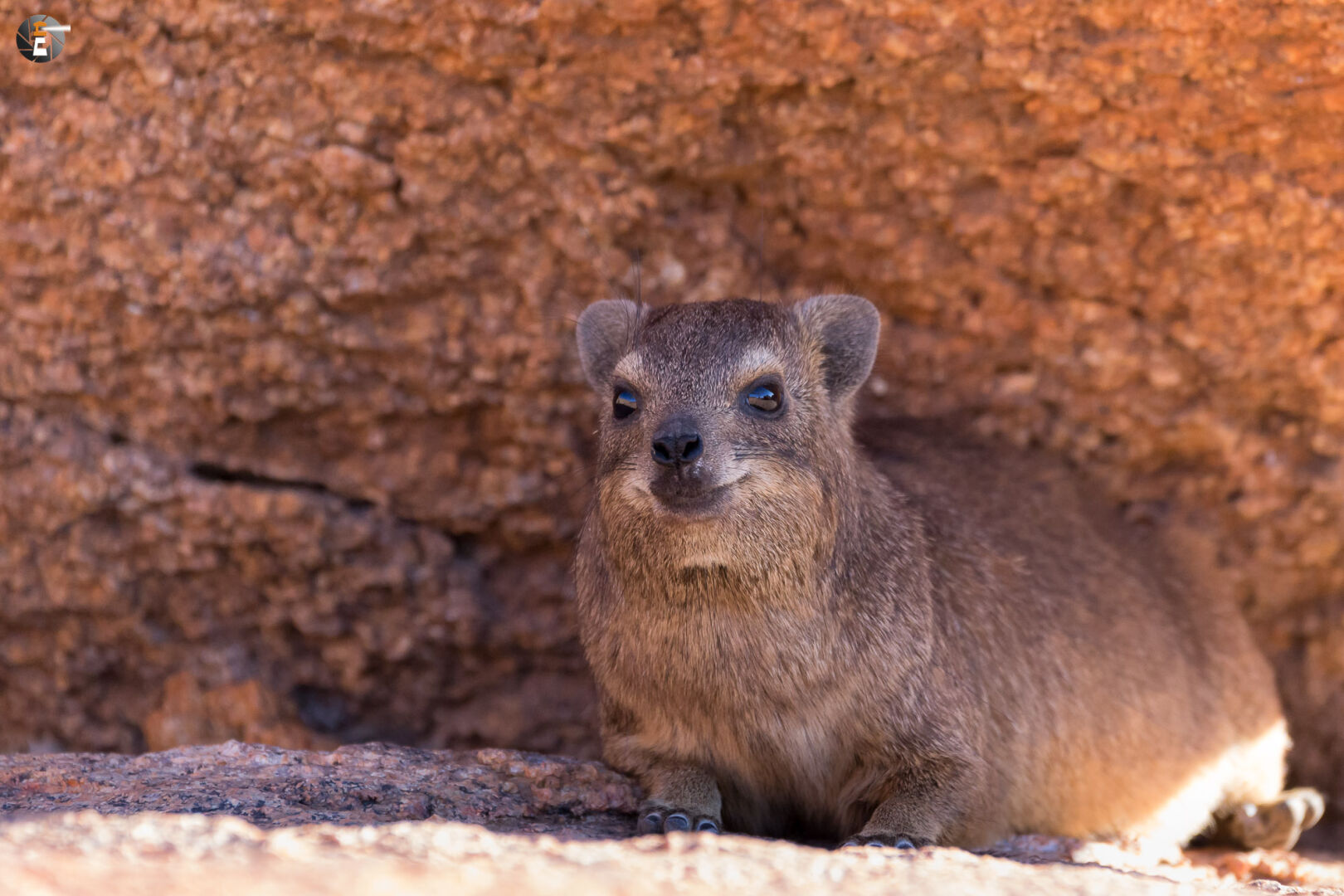 Klippschliefer (Procavia capensis)