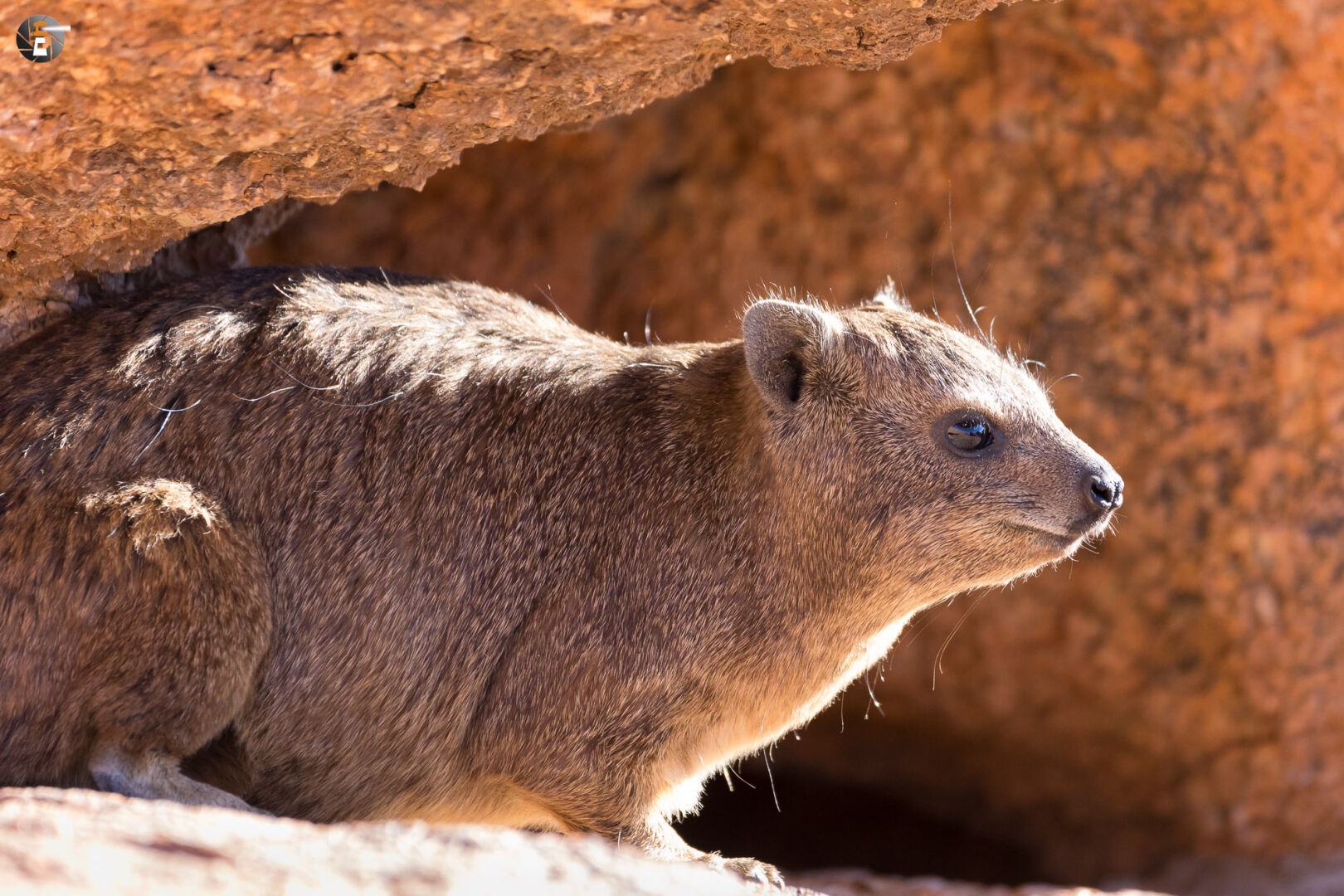 Rock hyrax (Procavia capensis)