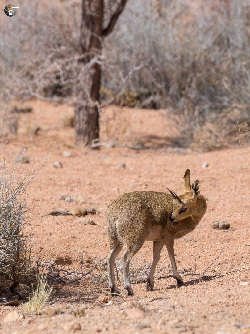 Male klipspringer (Oreotragus oreotragus)