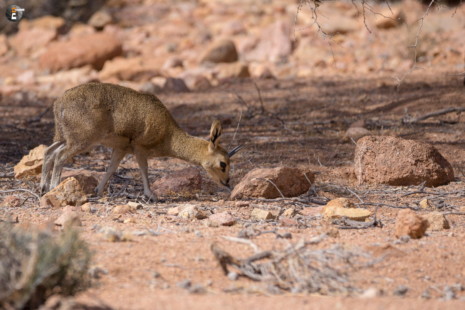 Male klipspringer (Oreotragus oreotragus)