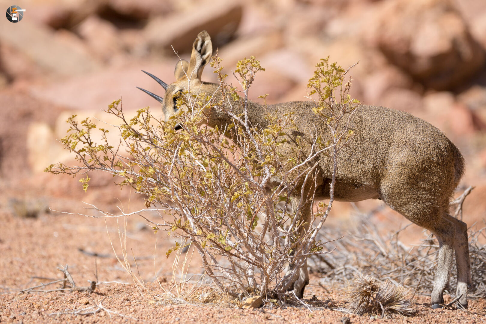 Male klipspringer (Oreotragus oreotragus)