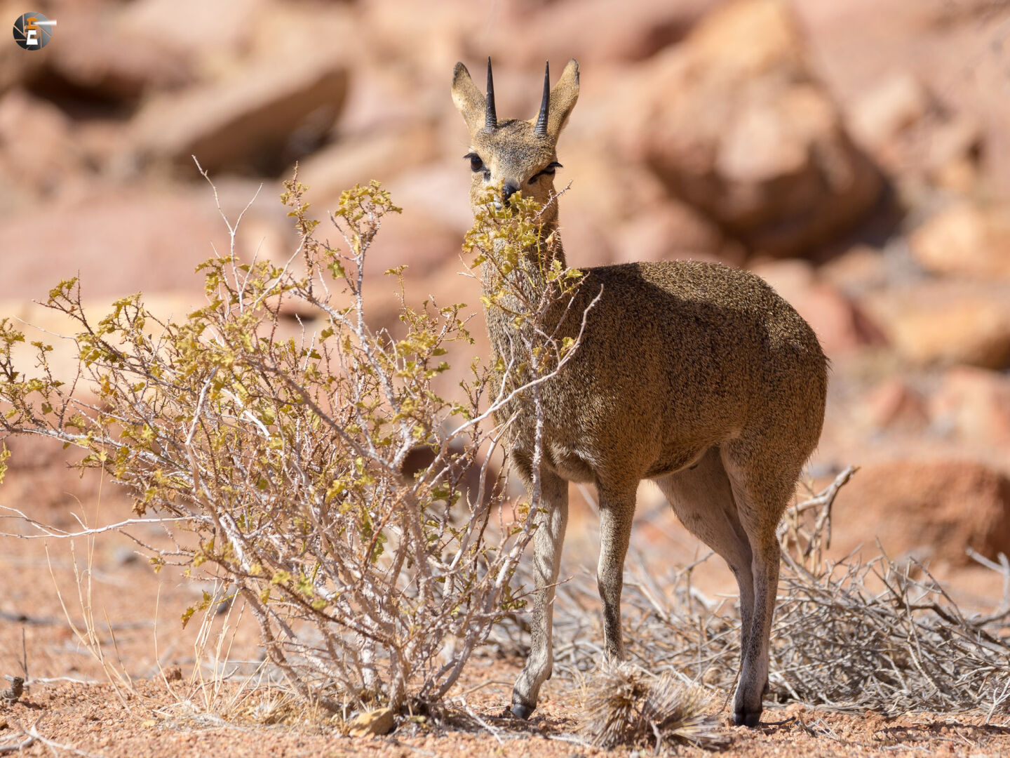 Male klipspringer (Oreotragus oreotragus)