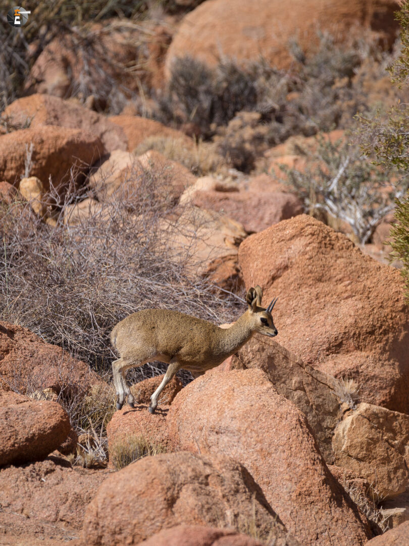 Male klipspringer (Oreotragus oreotragus)