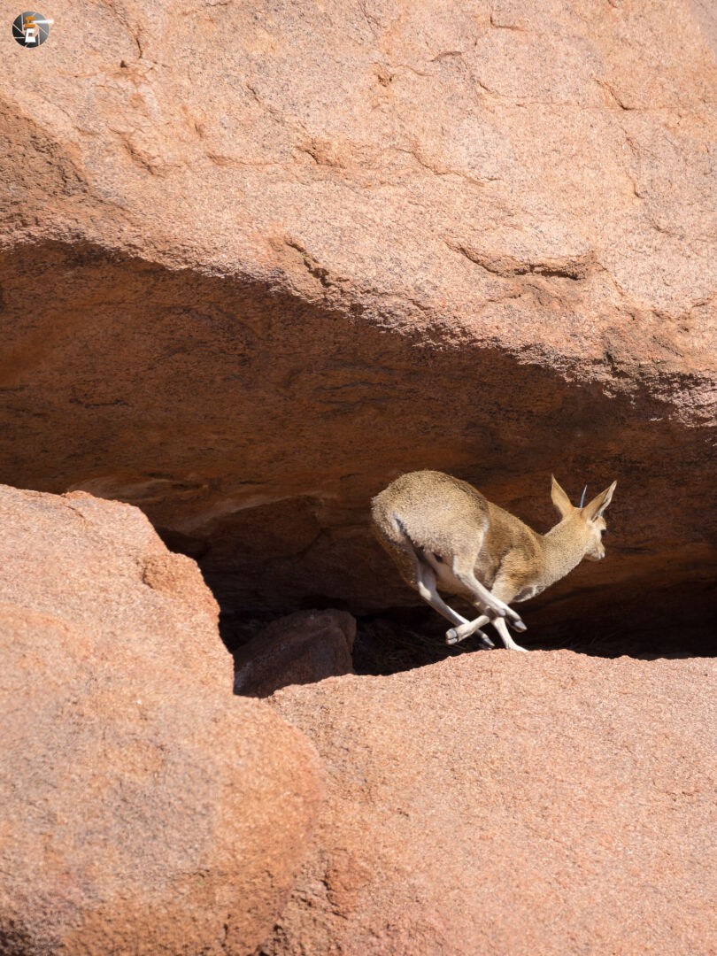 Male klipspringer (Oreotragus oreotragus)