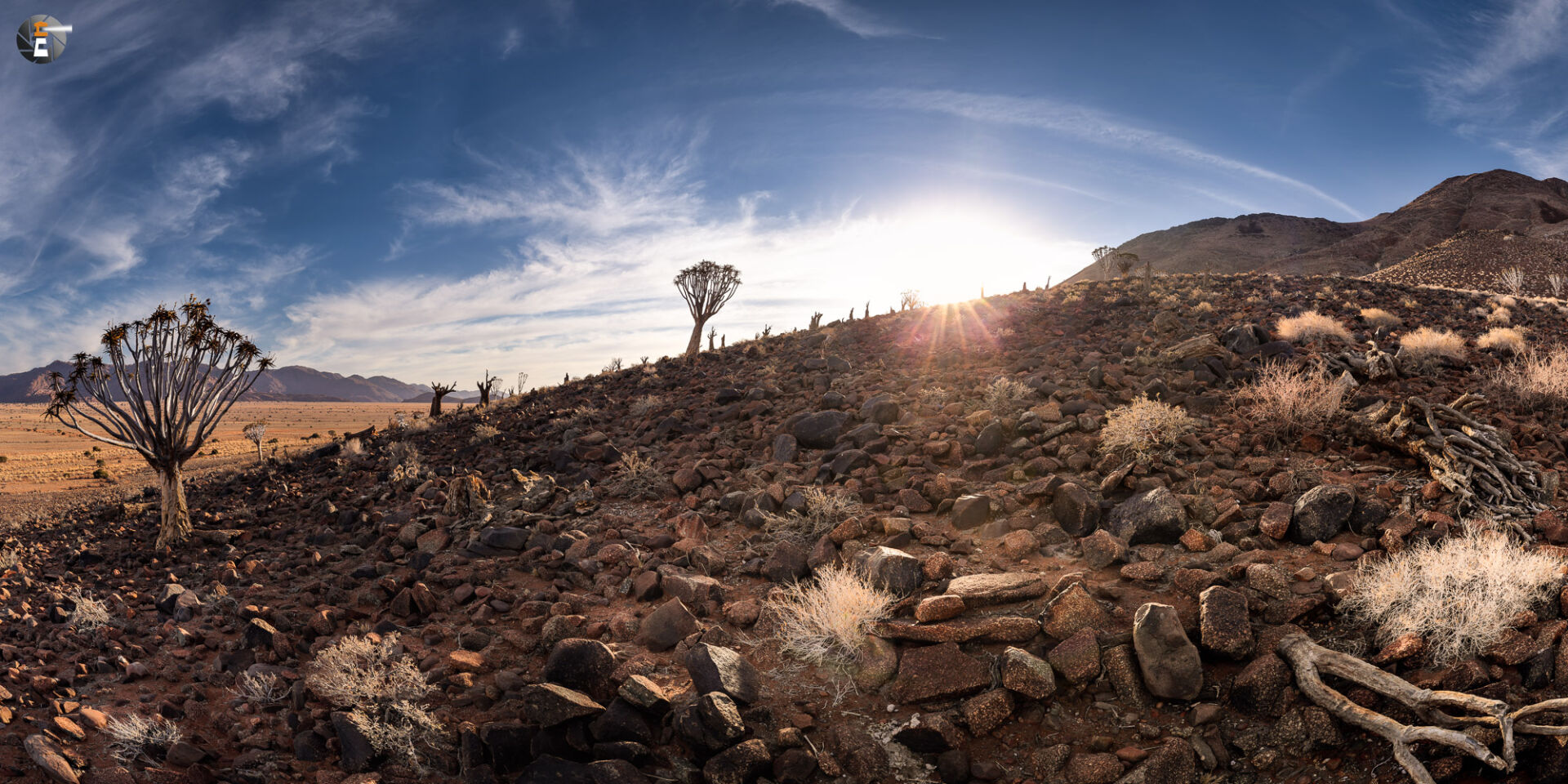 Dying Quivertree Forest