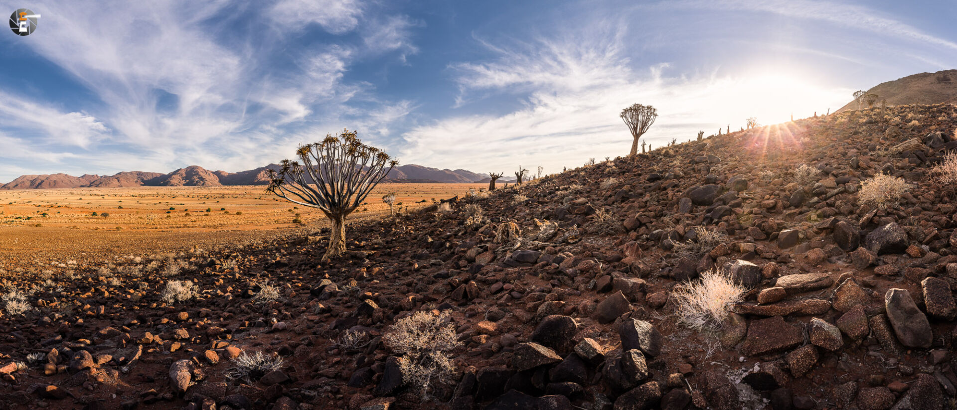 Dying Quivertree Forest