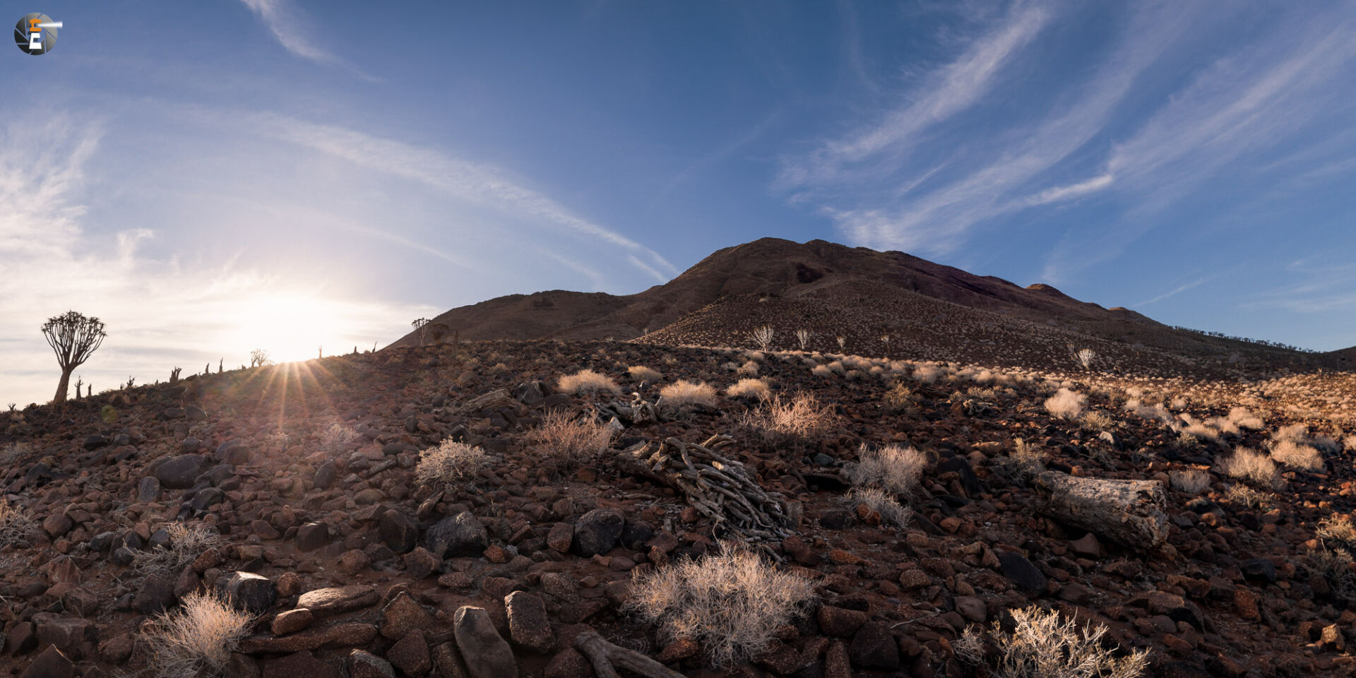 Dying Quivertree Forest