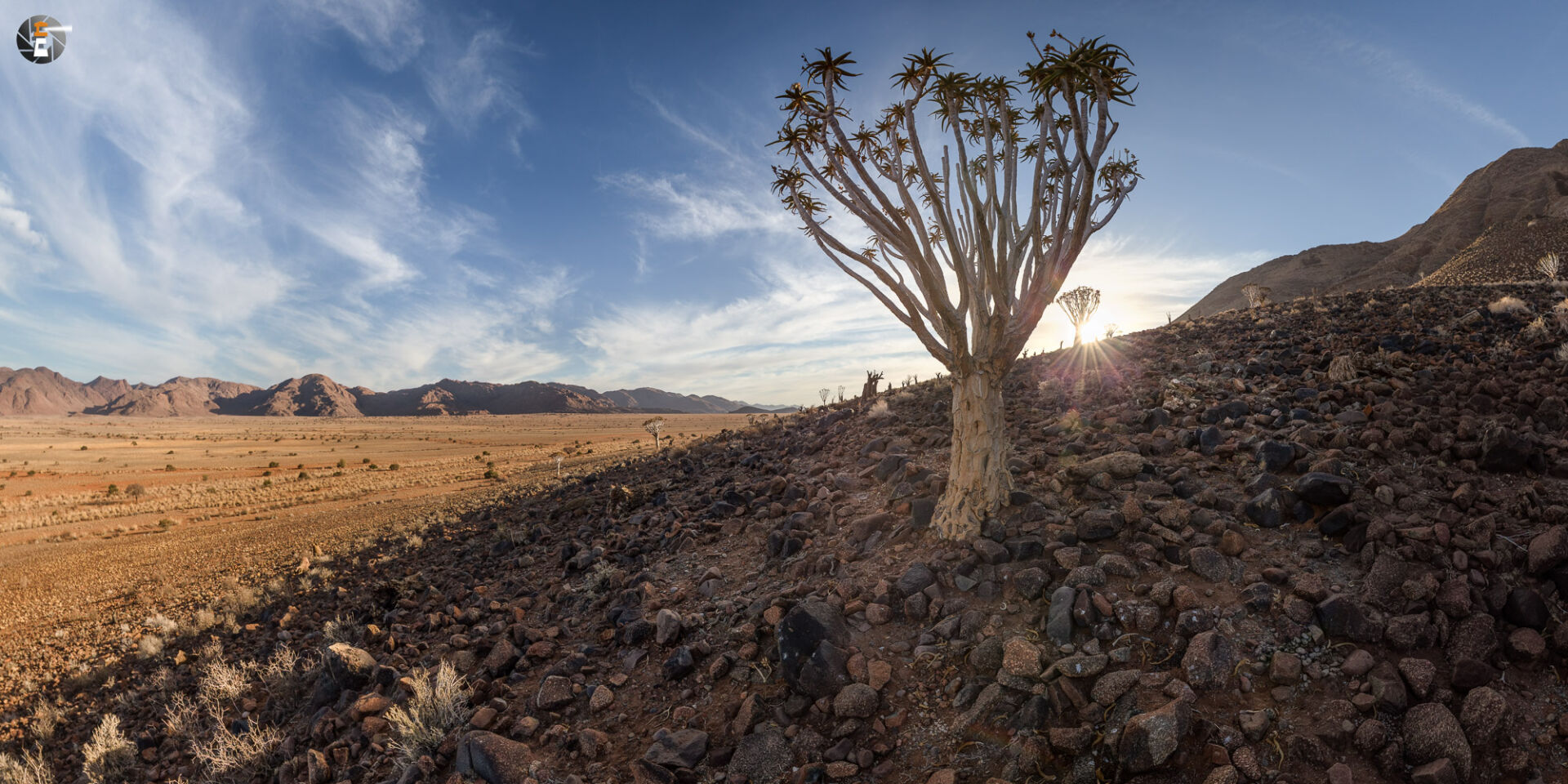 Dying Quivertree Forest