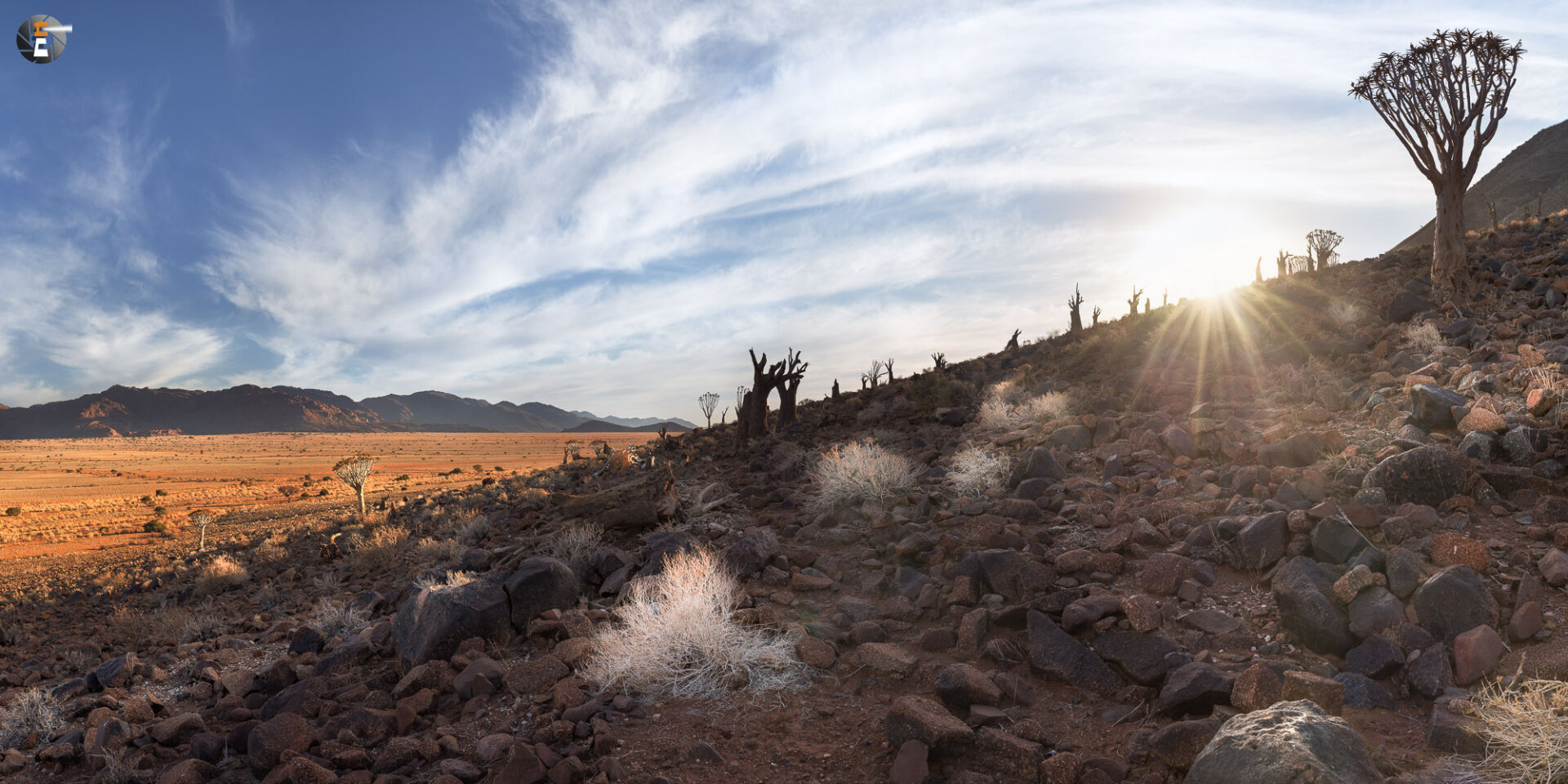 Dying Quivertree Forest